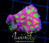JF DAY GLO FAVIA