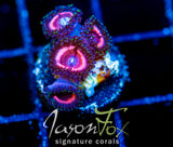 JF BUBBLICIOUS PALYS