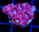 JF WHITE ZOMBIE FAVIA