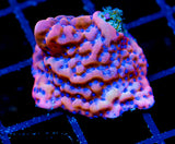 JF BLOODY SUNRISE MONTI