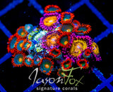 JF GATORAIDES ZOAS COMBO