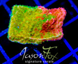 WWC GRAFTED MONTI CAP