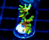 JF GREEN DRAGON ACRO