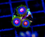 JF BIG BANG ZOA