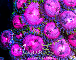 JASON FOX BLITZED ZOAS