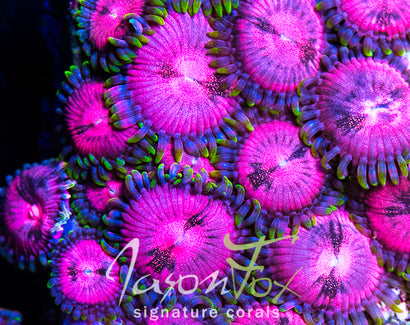 JASON FOX BLITZED ZOAS