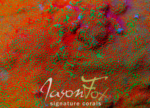 JASON FOX REVERSE SUNSET MONTIPORA – Jason Fox Signature Corals