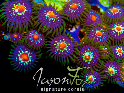 JASON FOX STARGAZER ZOA