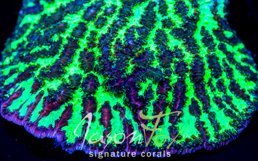かほかほれがこ様　 Micro Hydro Neon Green JASON FOX HIGHLIGHTER GREEN HYDNOPHORA – Jason Fox Signature Corals
