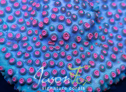ATLANTIS  METEOR SHOWER CYPHASTREA