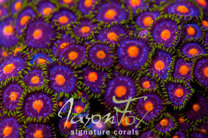 JASON FOX ASS MONKEY ZOAS