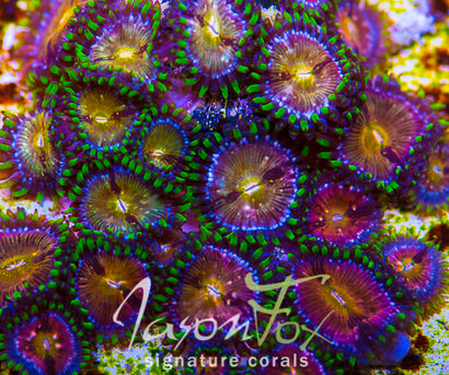 NIRVANA ZOAS