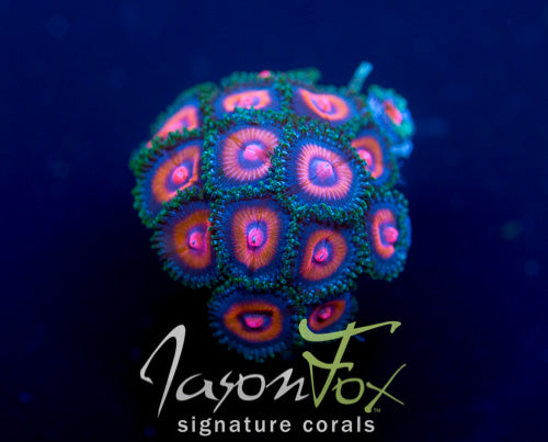JASON FOX PUNCH DRUNK ZOAS – Jason Fox Signature Corals