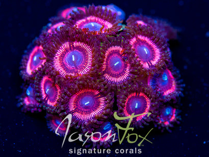 JASON FOX BUBBLICIOUS PALY