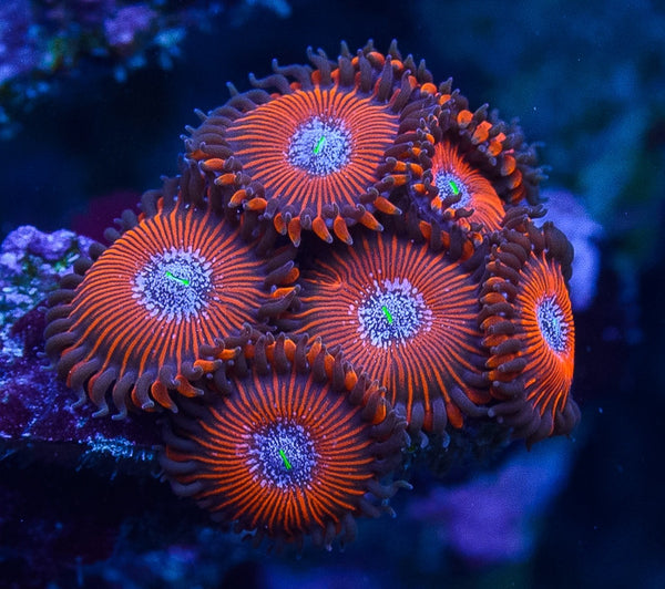 Jason Fox Crazy Lady – Jason Fox Signature Corals