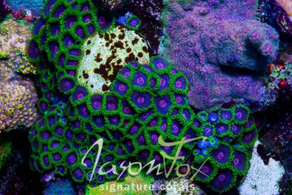 PURPLE HEARTED EMERALDS