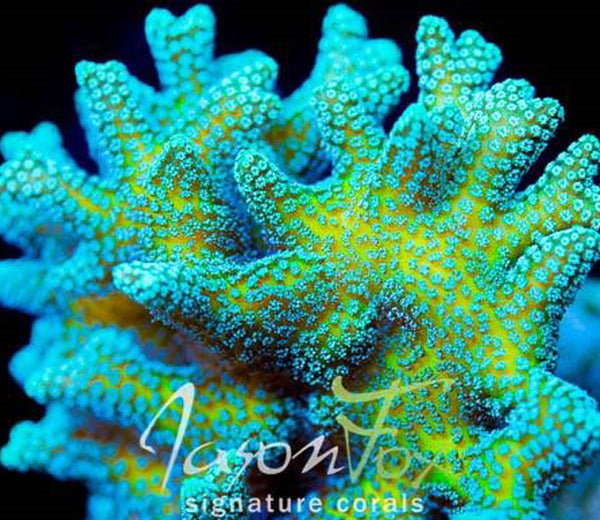 JASON FOX ENCHANTED FOREST BIRDS NEST – Jason Fox Signature Corals