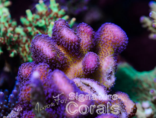 Long Island Aquarium Orchid Stylophora – Jason Fox Signature Corals