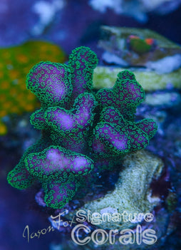 Steve Garett Stylophora