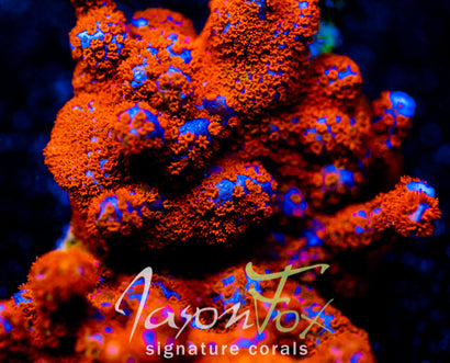 SUPERMAN MONTIPORA DIGI