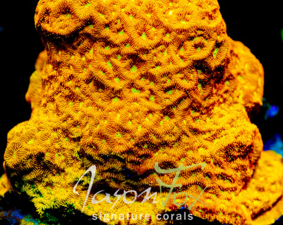 JASON FOX JACK - O - LANTERN LEPTOSERIS