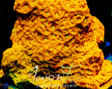 JASON FOX JACK - O - LANTERN LEPTOSERIS