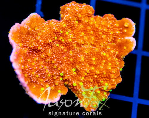 JF GRAFTED SUN MONTI