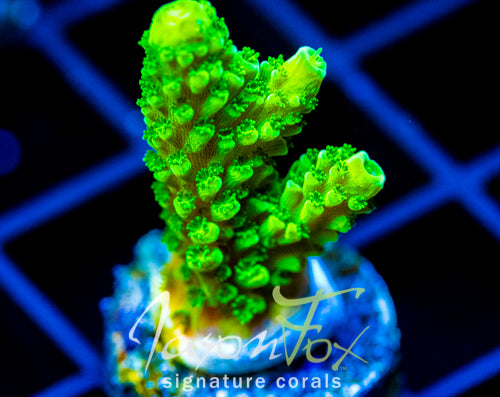 GREEN SLIMER ACRO