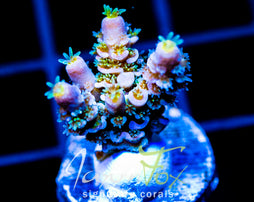 JF SKYLINE ACROPORA TENIUS