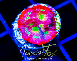 JF DAY GLO FAVIA