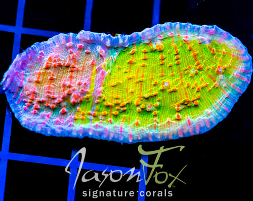 JF CONFLICTING COLORS CHALICE XXL FRAG
