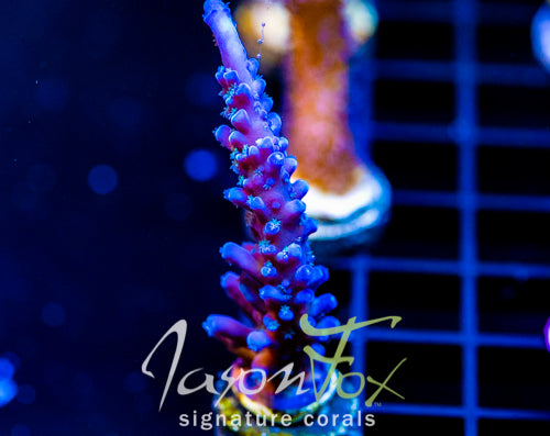 JF BLUE MONSTER TORT