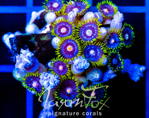 ASS MONKEYS ZOAS COMBO