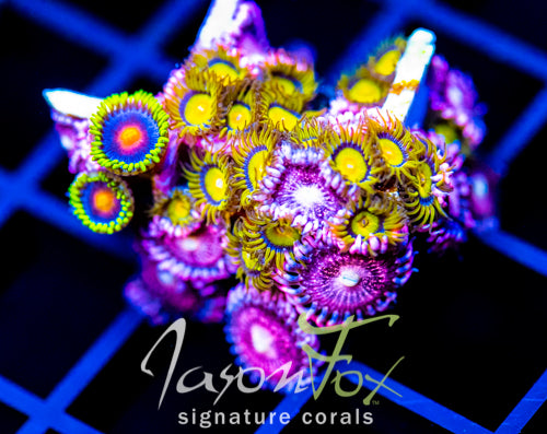 JF SUNFLOWER ZOAS COMBO