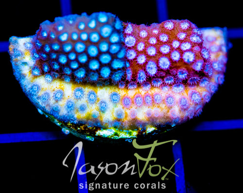 JF FENDER BENDER CYPHASTREA