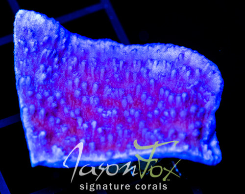 JF PURPLE CAP