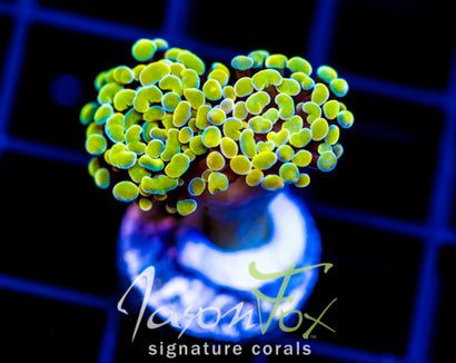 JF NEON NIGHTSHADE HAMMER