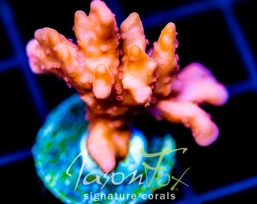 JF BLACK LIGHT SETOSA