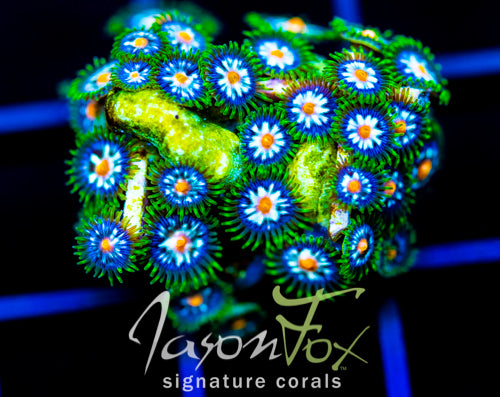 JF STARGAZERS ZOAS