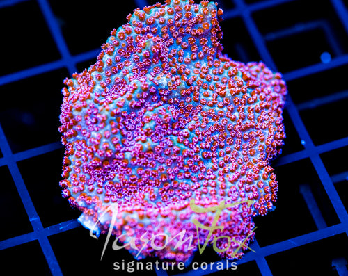 GB SEVEN HEAVENS MONTI XXL FRAG