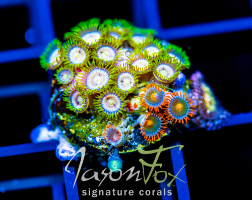 JF LAZER LEMONS ZOAS COMBO