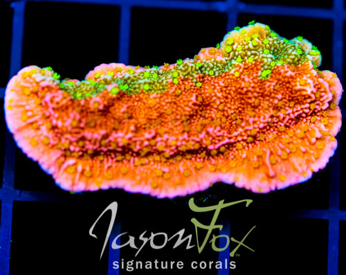 JF GRAFTED SUN MONTI XL FRAG