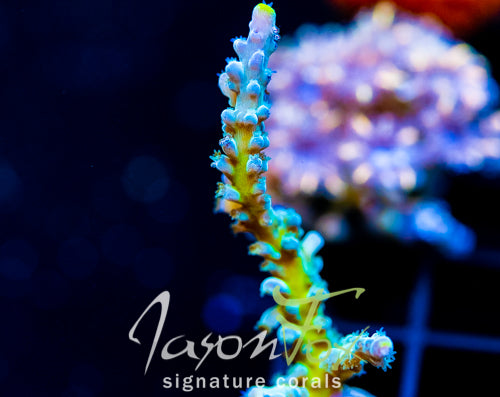 JF LEMONGRASS ACRO