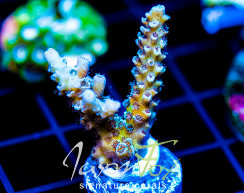 JF TRIP HOP TENIUS XL FRAG