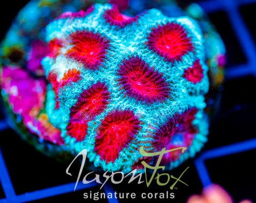 JF FIERY RED FAVIA