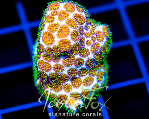 JF ELLUSIVE ORANGE LEPTASTREA