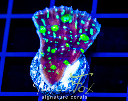 WWC TOXIC PIE CHALICE