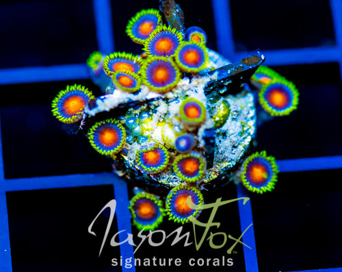 JF DRAGON EYES ZOAS
