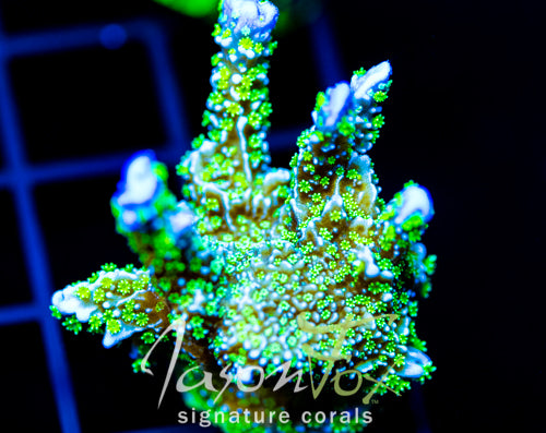 TUBS MONTI STELATTA XL FRAG