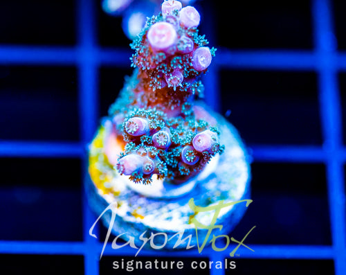 JF BLUE MONSTER MILLE